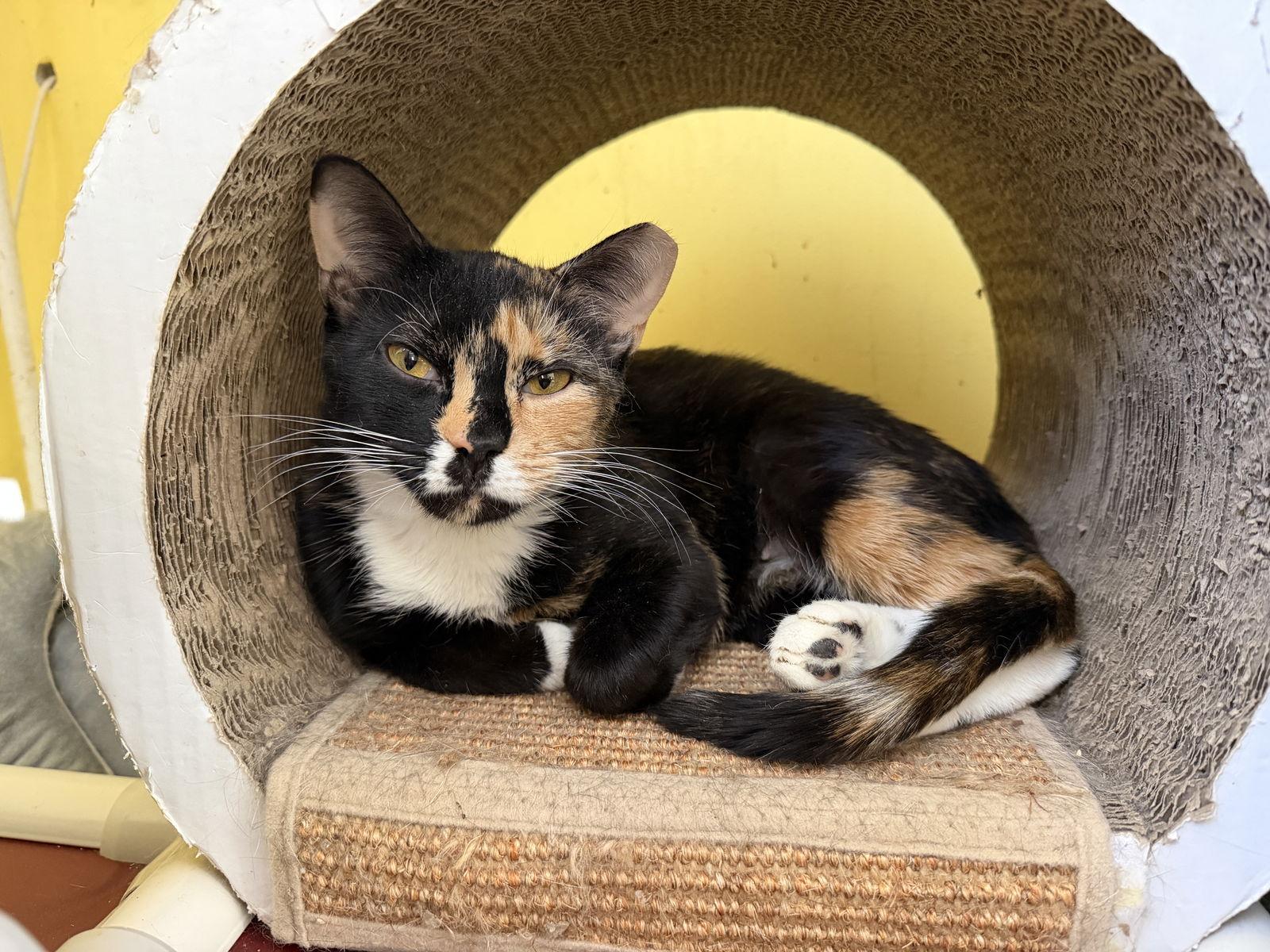 Enlarge Sugar Cookie, a Adoptable Domestic Short Hair in Broomall, PA image 2/3
