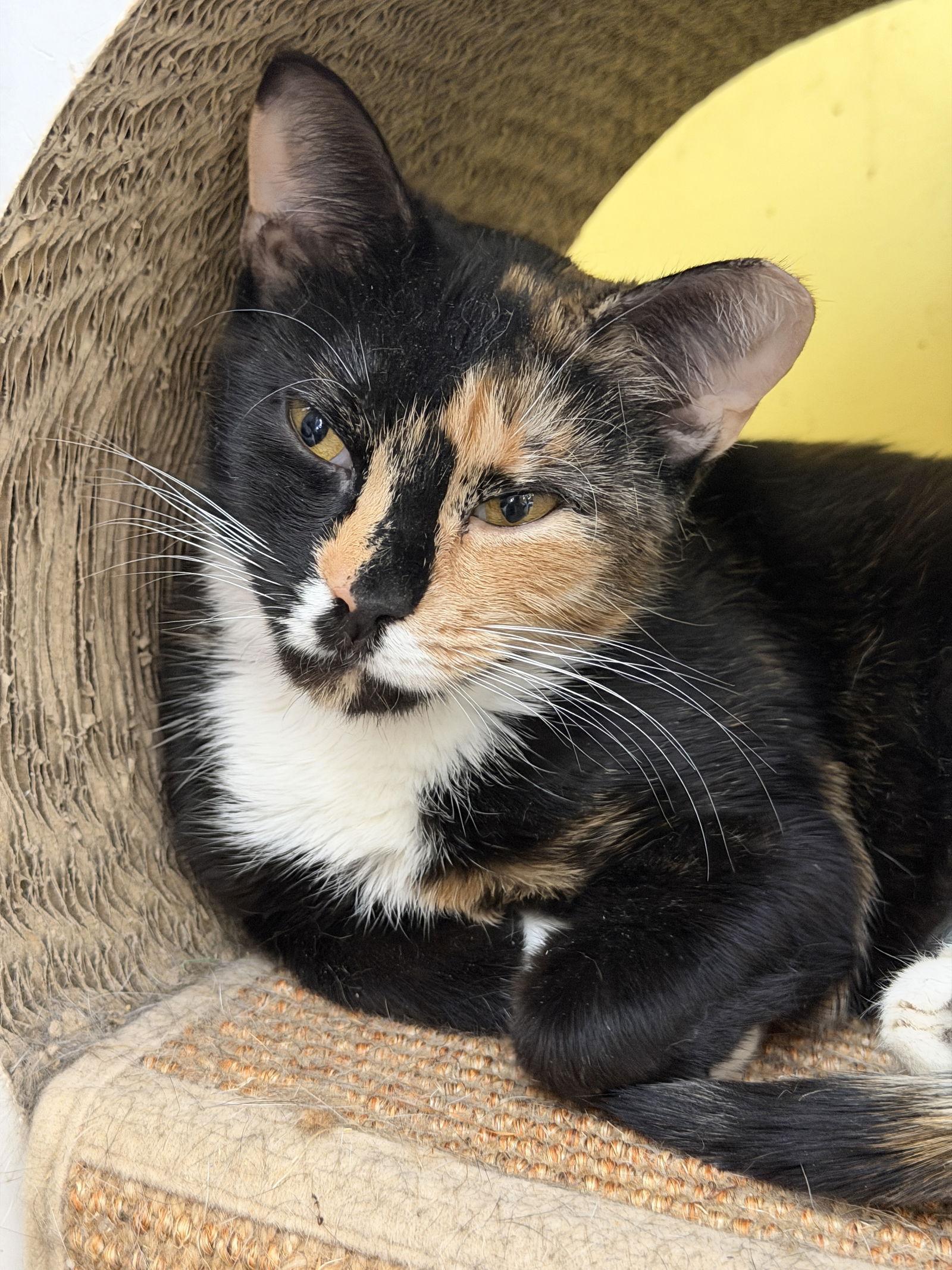 Enlarge Sugar Cookie, a Adoptable Domestic Short Hair in Broomall, PA image 3/3