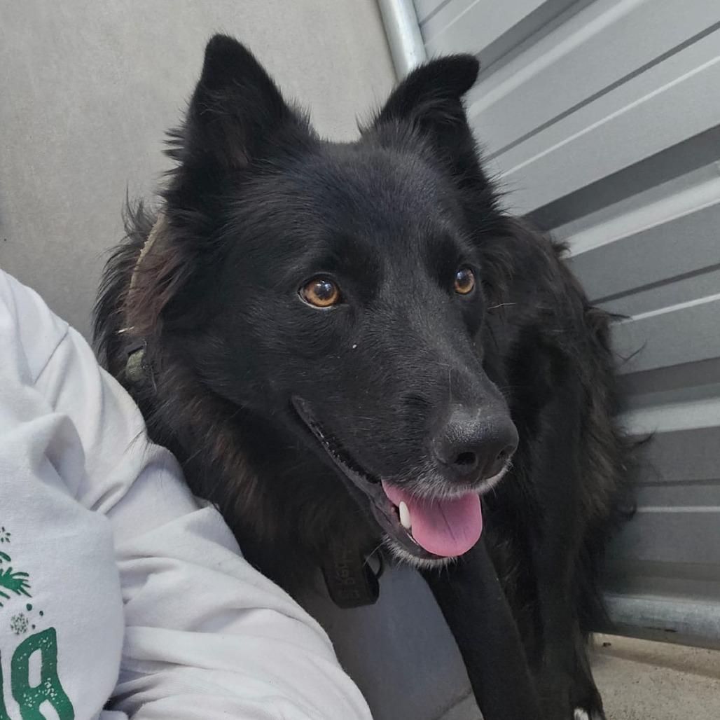 Tumbleweed, Adoptable, Young Female Collie & Mixed Breed.