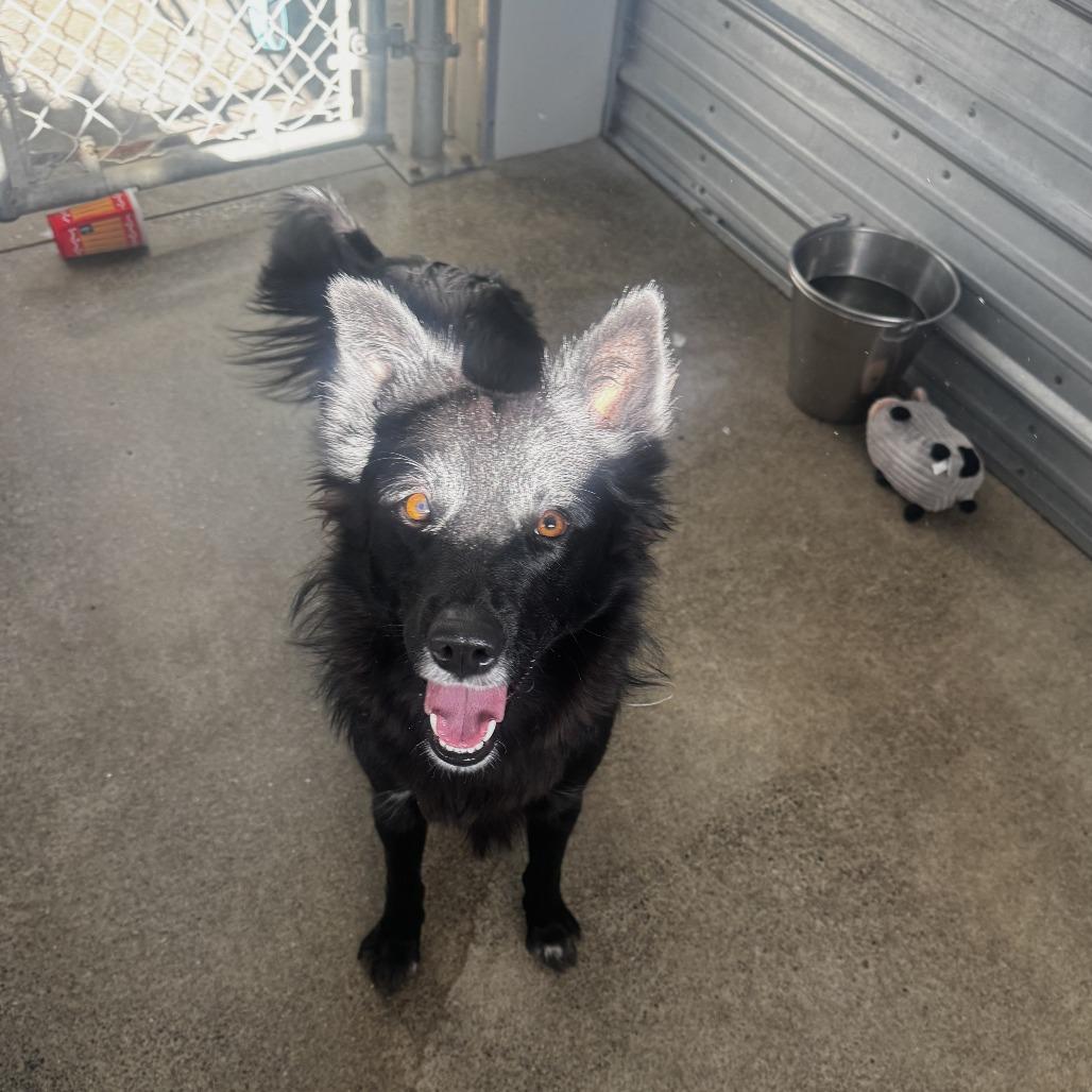 Enlarge Tumbleweed, a Adoptable mixed breed in Pullman, WA image 2/6