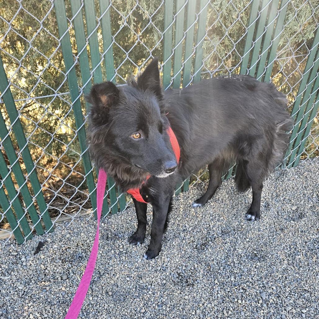 Enlarge Tumbleweed, a Adoptable mixed breed in Pullman, WA image 3/6