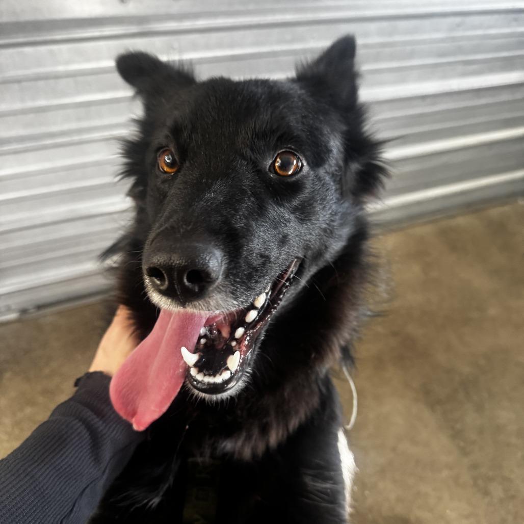 Enlarge Tumbleweed, a Adoptable mixed breed in Pullman, WA image 4/6