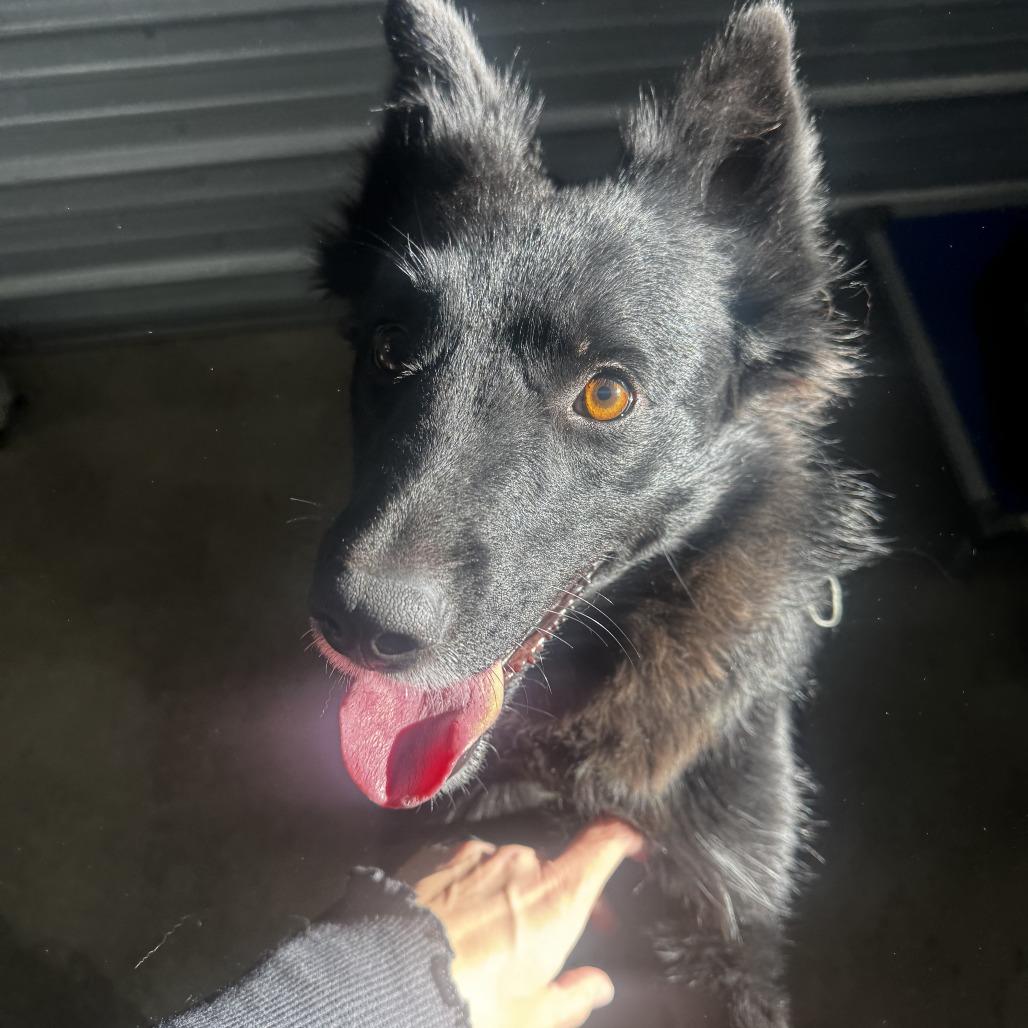 Enlarge Tumbleweed, a Adoptable mixed breed in Pullman, WA image 5/6