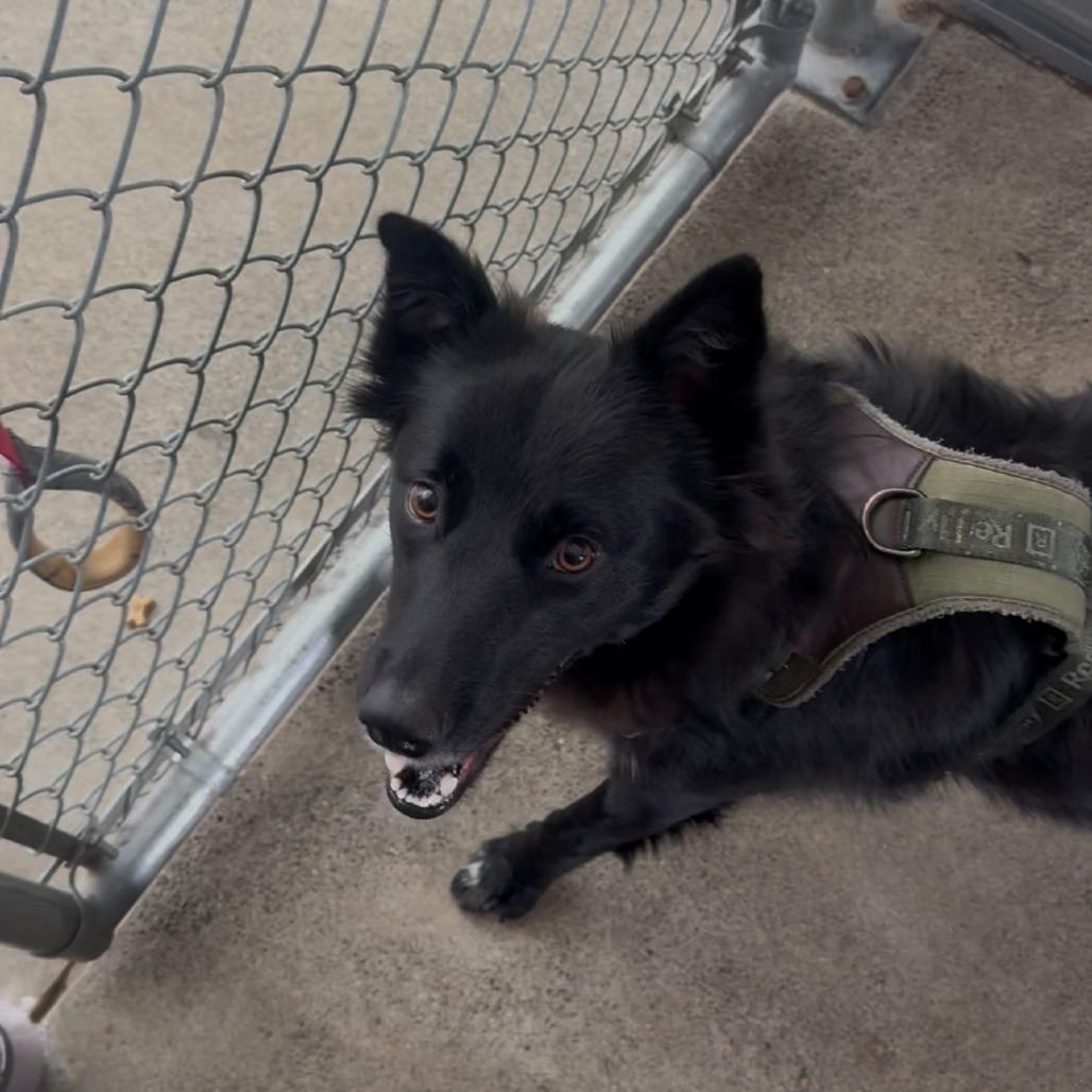 Enlarge Tumbleweed, a Adoptable mixed breed in Pullman, WA image 6/6