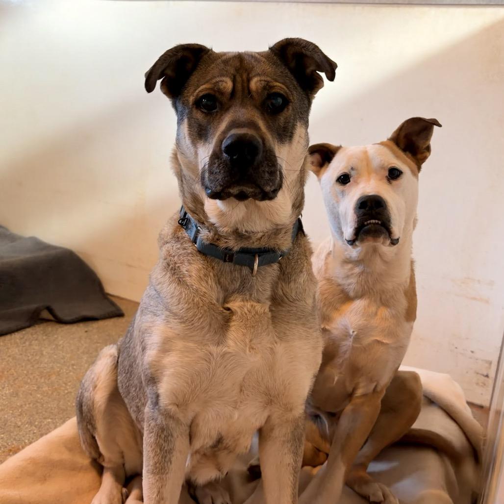 Juno — thumbnail 4