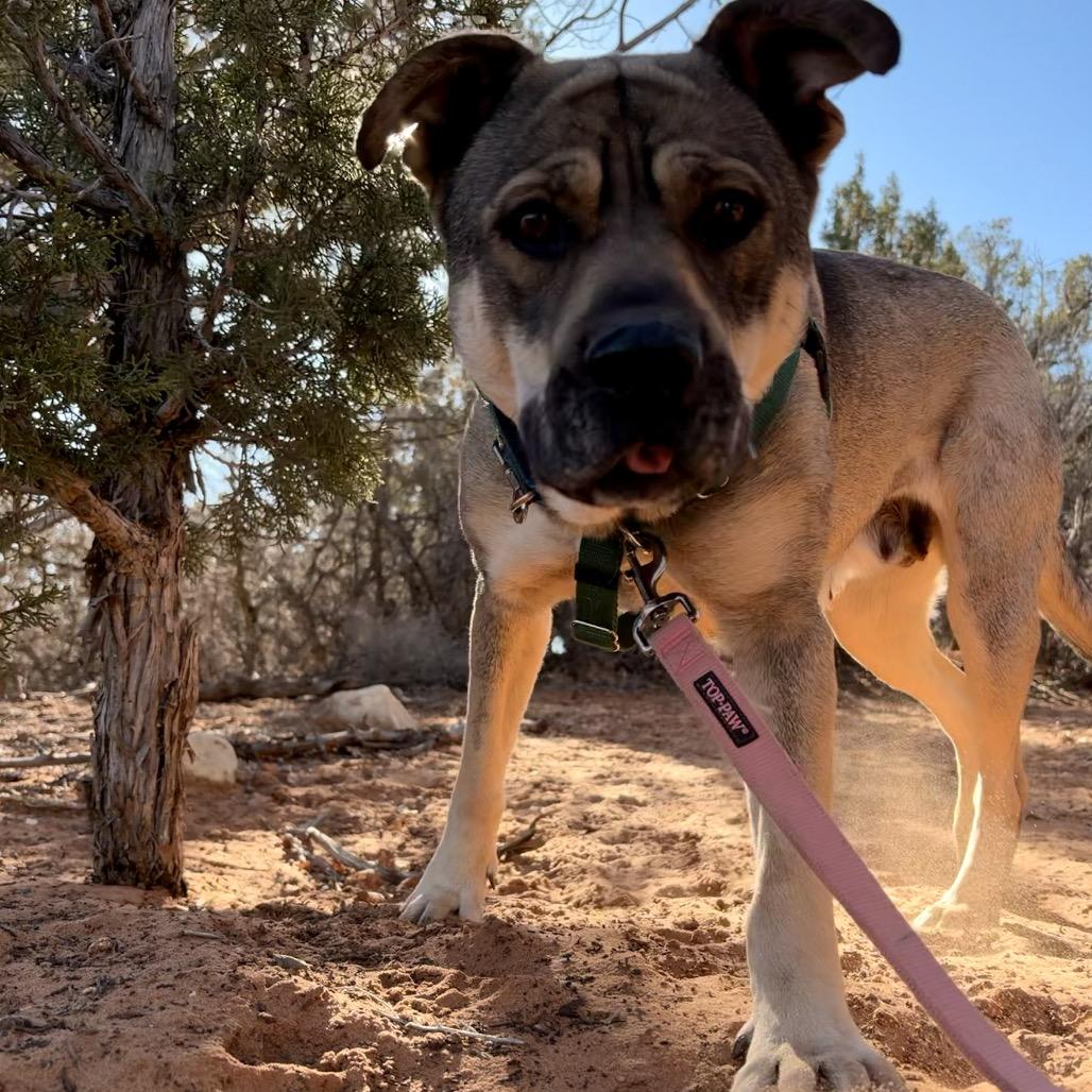 Juno — thumbnail 6