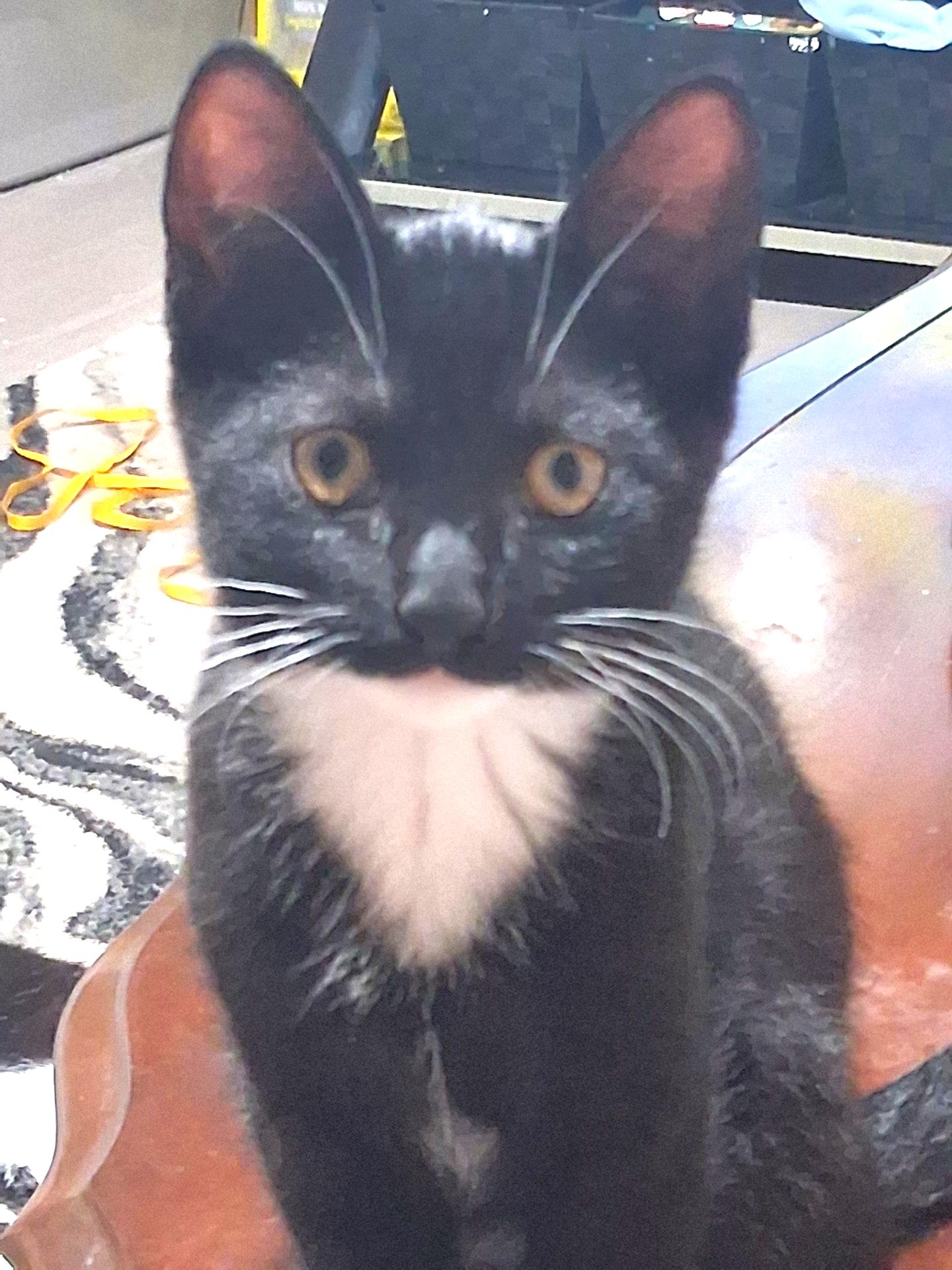 Luna, a ADOPTABLE Tuxedo in Stoney Creek, ON image 2/4