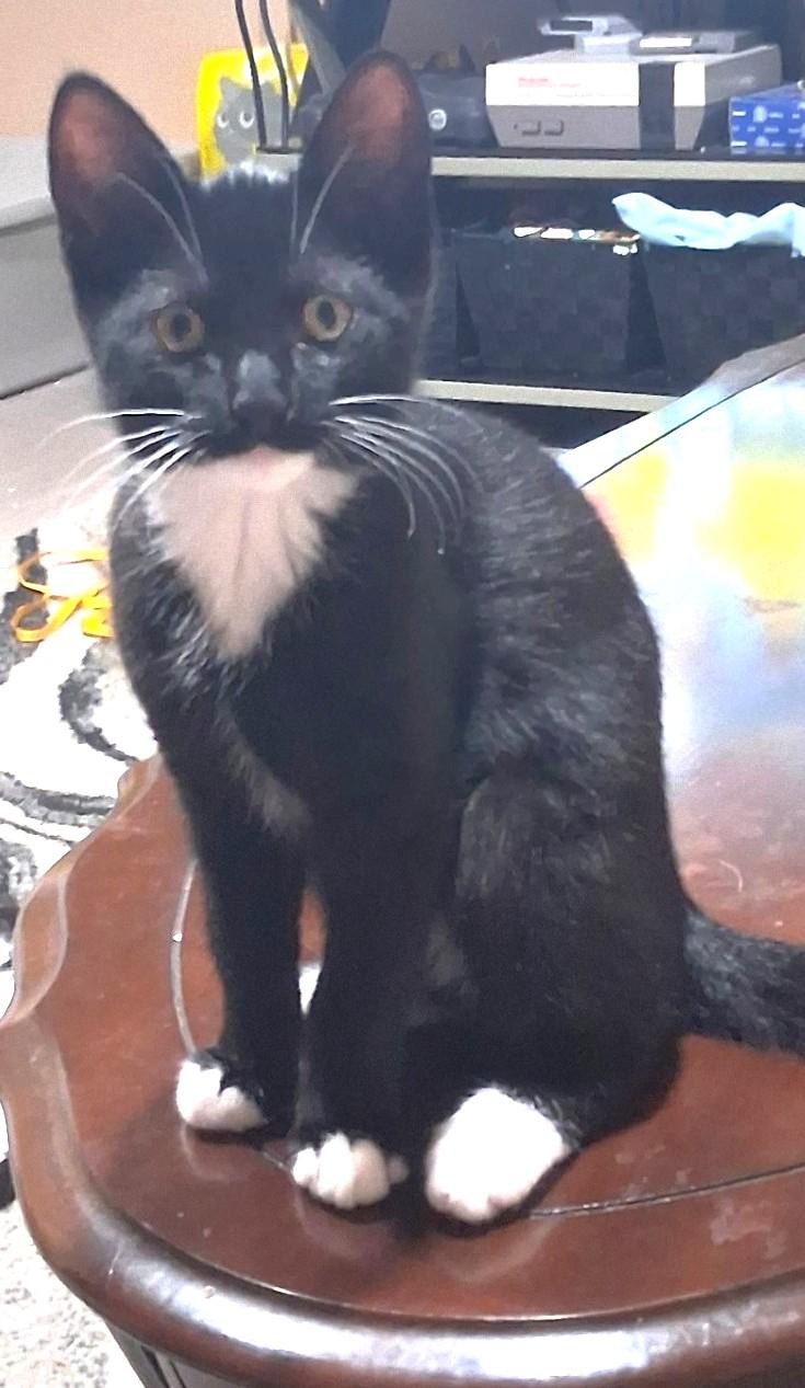 Luna, a ADOPTABLE Tuxedo in Stoney Creek, ON image 3/4