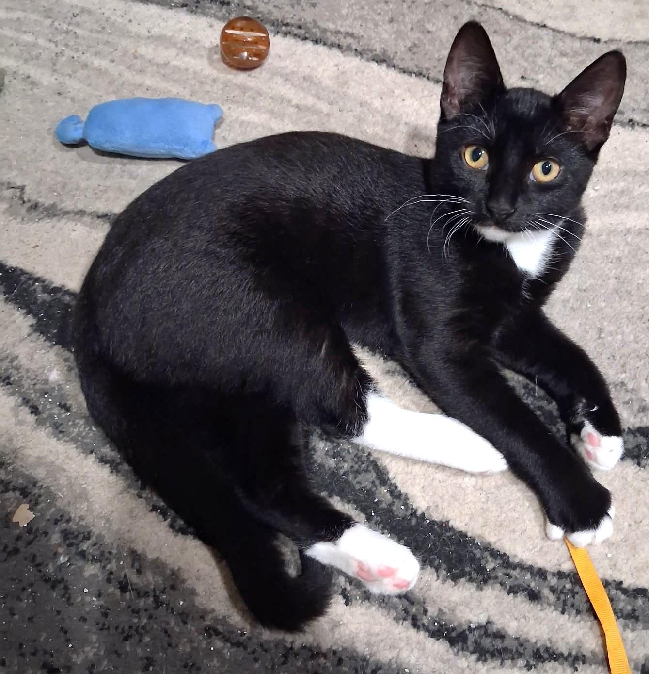 Luna, ADOPTABLE, Young Female Tuxedo.
