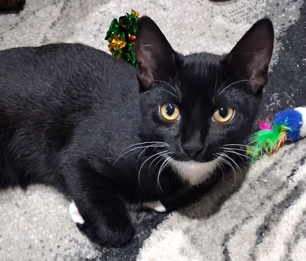Luna, a ADOPTABLE Tuxedo in Stoney Creek, ON image 4/4