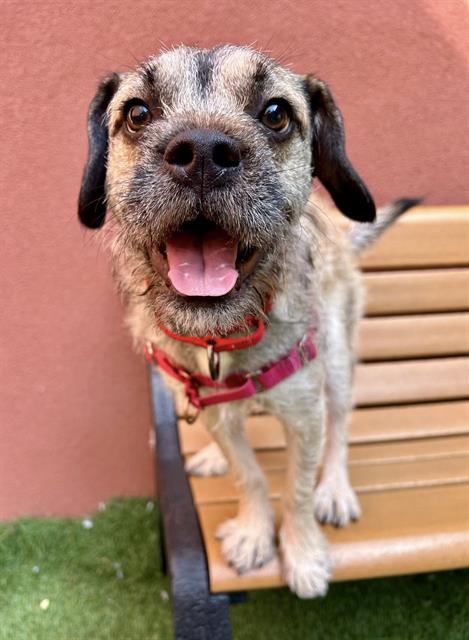 Enlarge BARLEY, a Adoptable mixed breed in San Francisco, CA image 1/1
