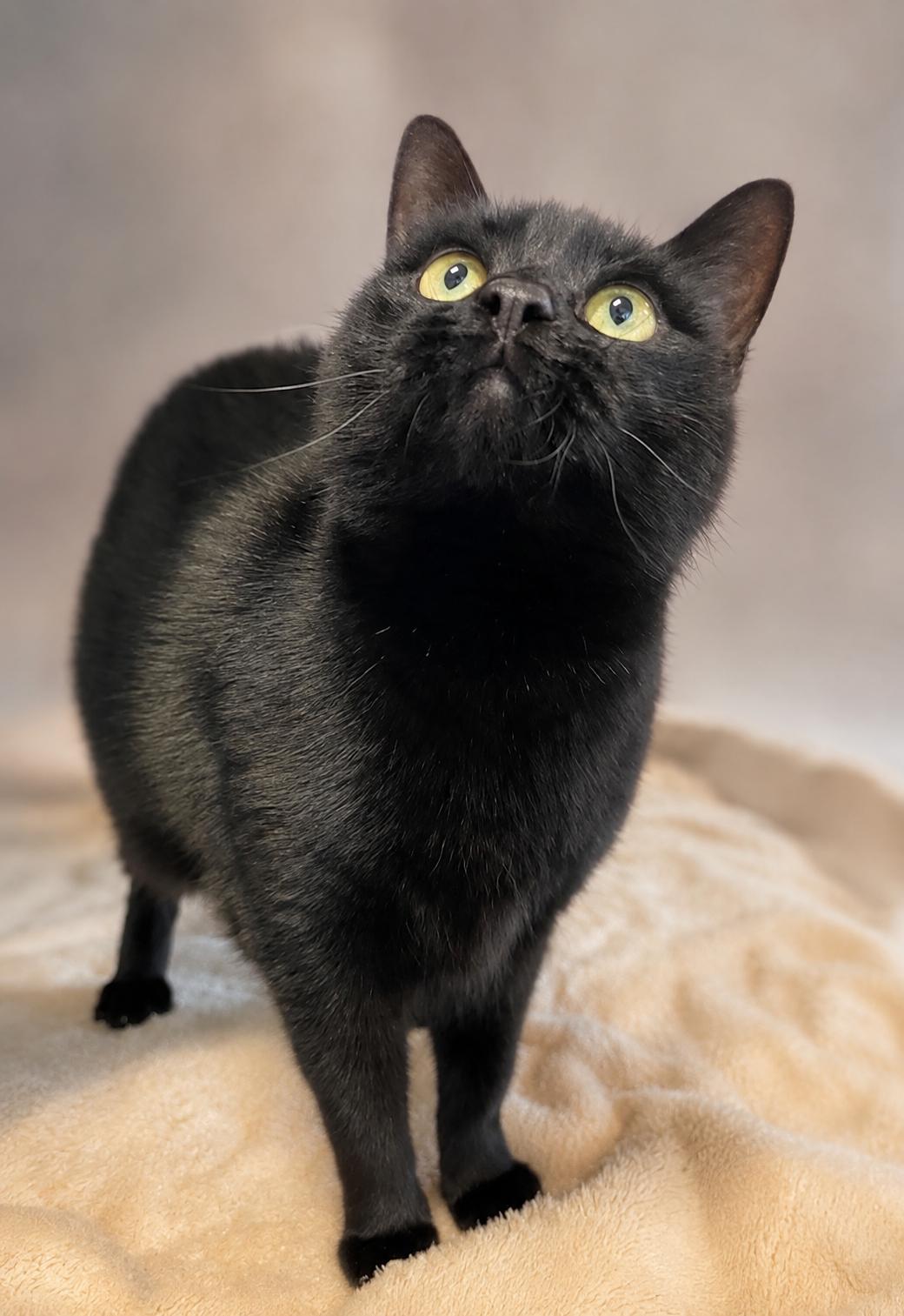 Coco, ADOPTABLE, Adult Female Domestic Short Hair.