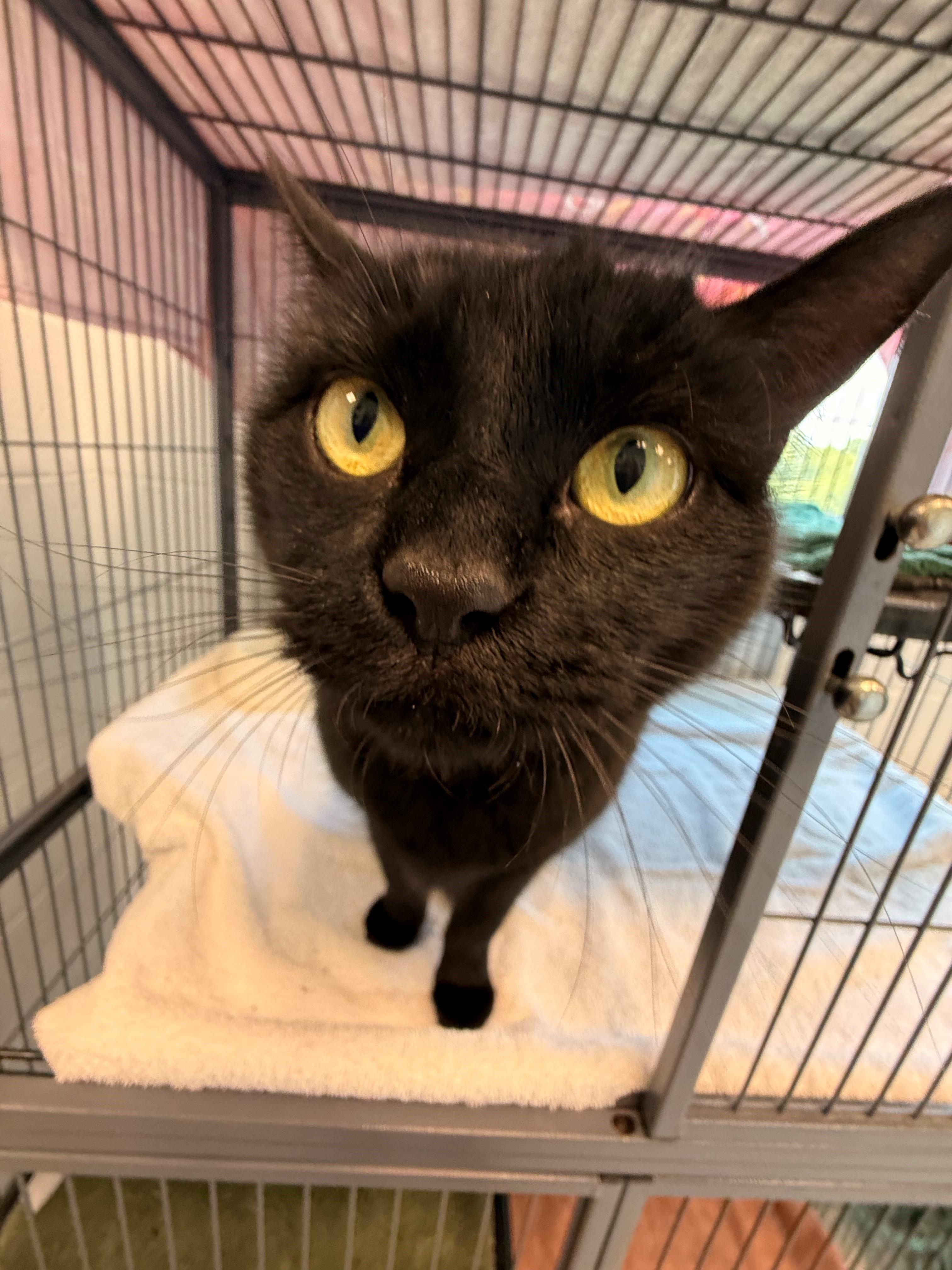Enlarge Coco, a ADOPTABLE Domestic Short Hair in Stafford, VA image 2/2
