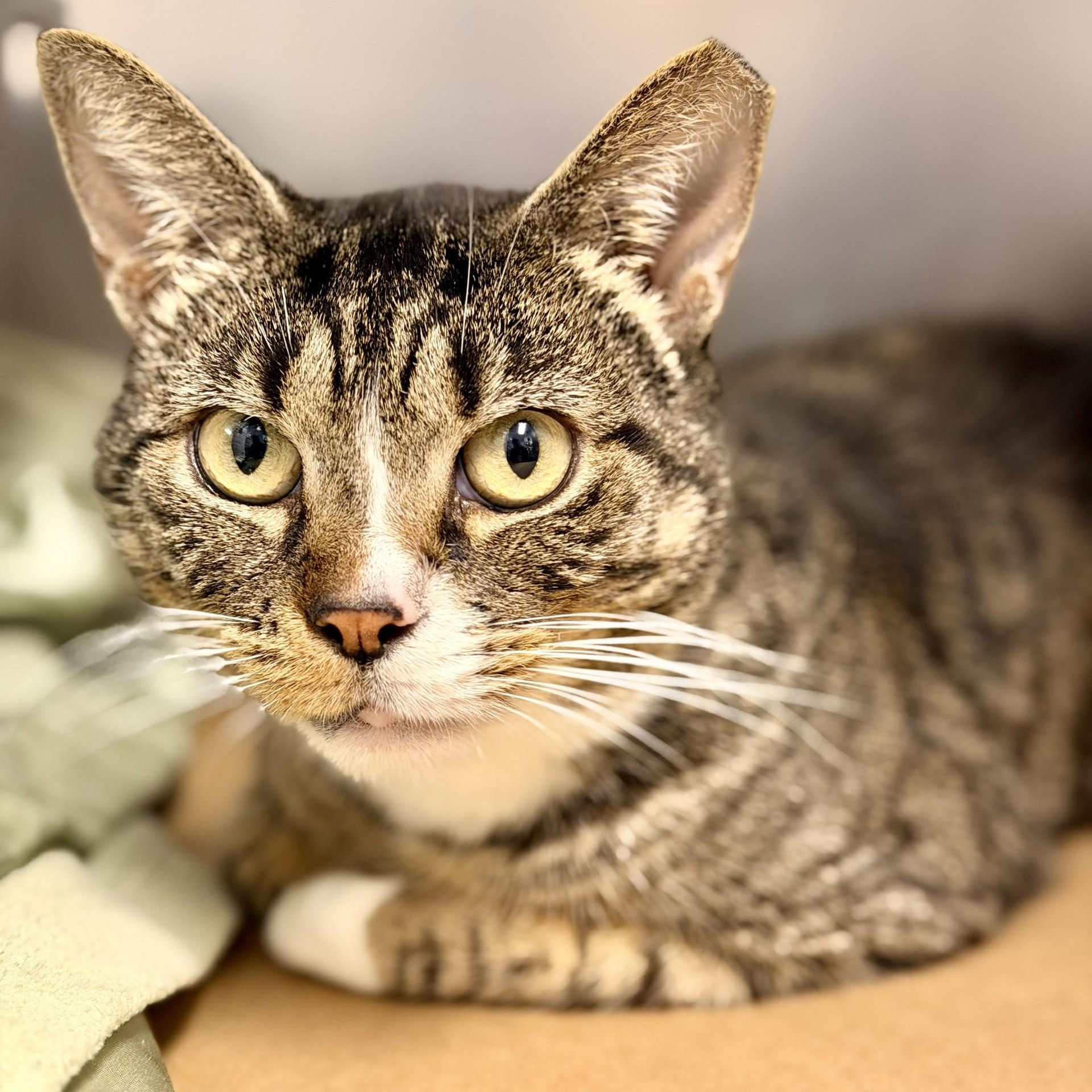 Enlarge Bigby, a Adoptable Domestic Short Hair in Manahawkin, NJ image 1/2