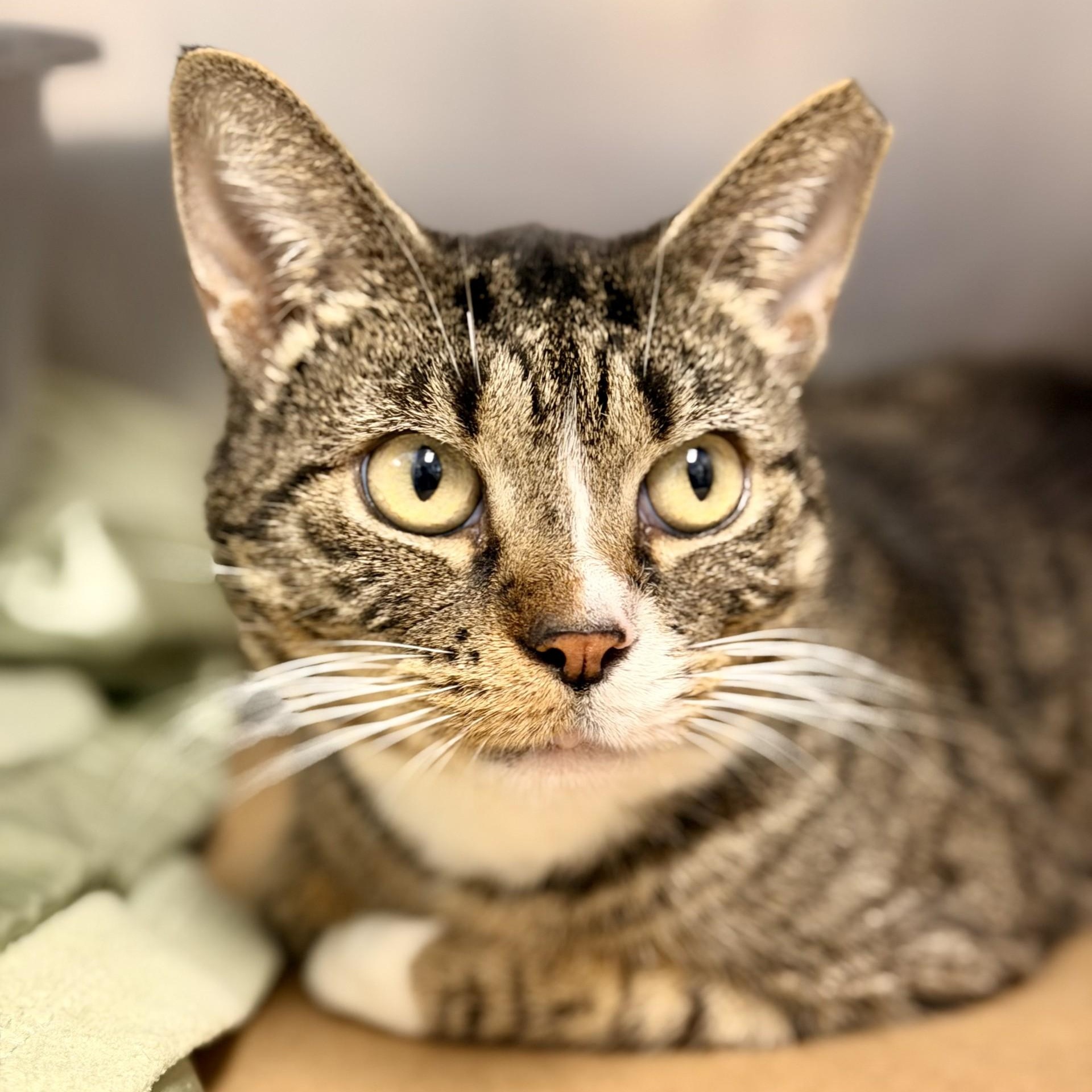 Enlarge Bigby, a Adoptable Domestic Short Hair in Manahawkin, NJ image 2/2