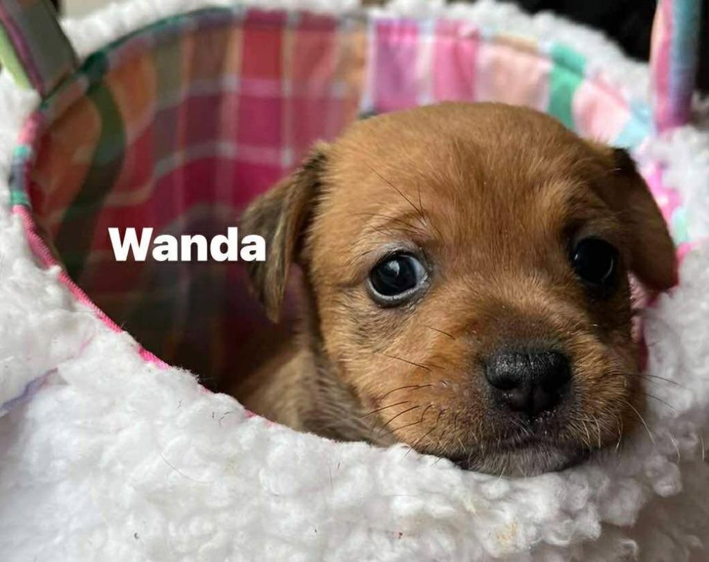 Wanda, a Adoptable Pit Bull Terrier in Newnan, GA image 2/2