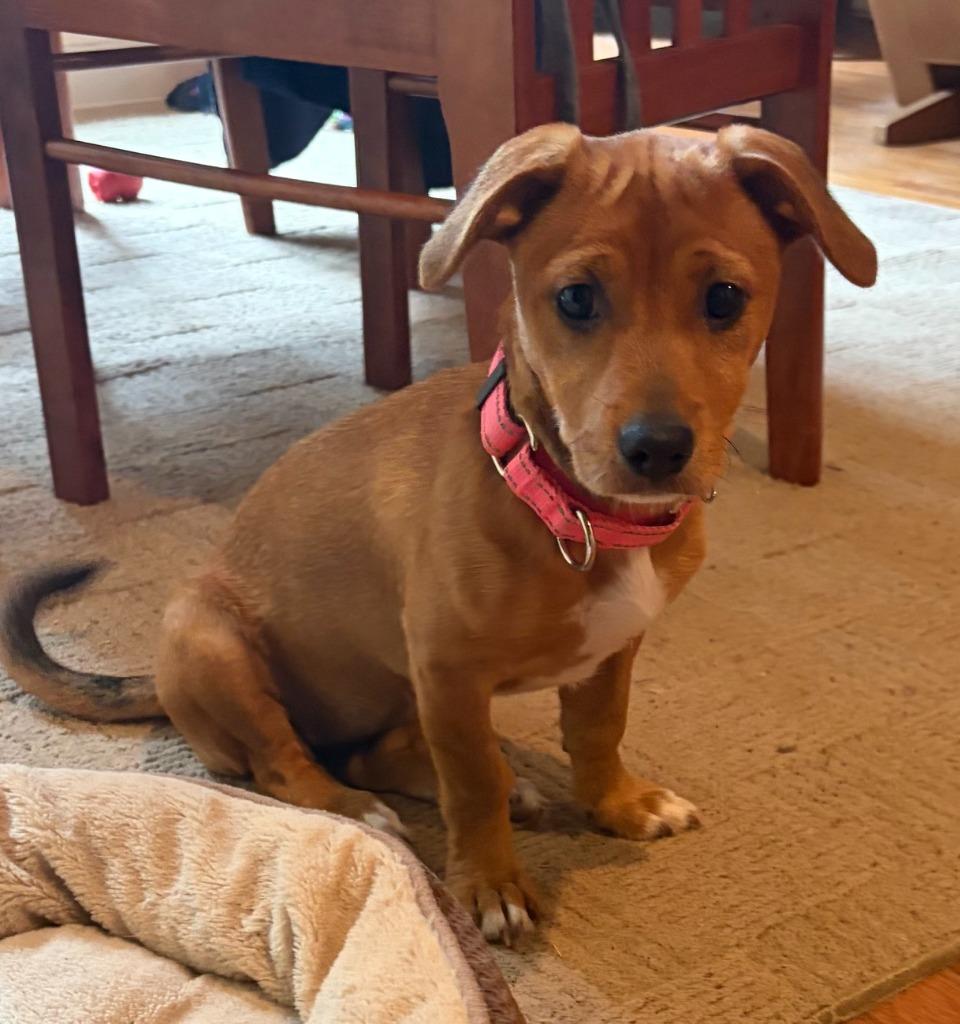 Wanda, a Adoptable mixed breed in Newnan, GA image 2/4