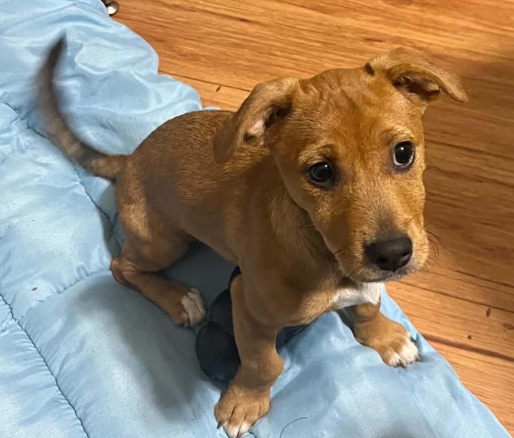 Wanda, a Adoptable mixed breed in Newnan, GA image 2/3