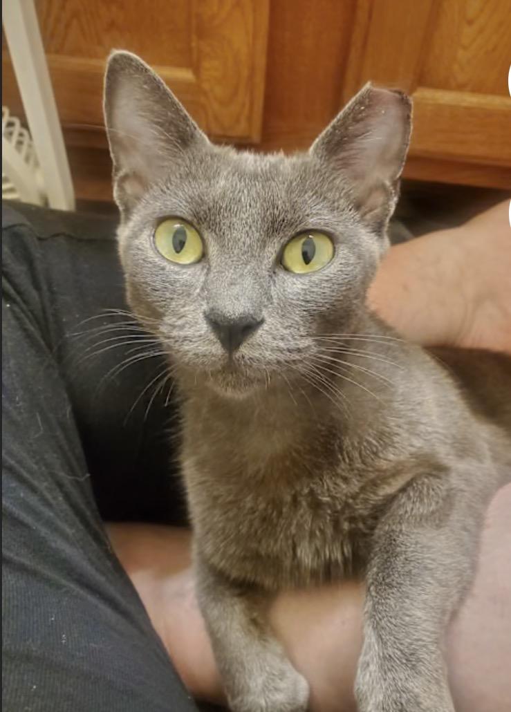 Graphite, Adoptable, Adult Female Domestic Short Hair.