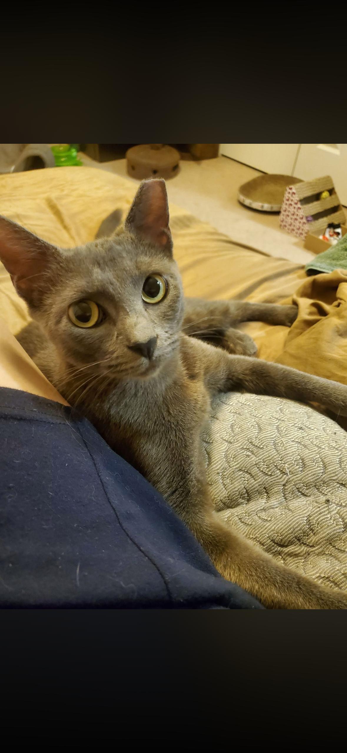 Enlarge Graphite, a Adoptable Domestic Short Hair in York, PA image 2/2