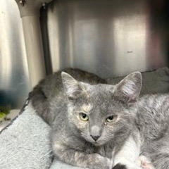 Fresca, ADOPTABLE, Kitten Female Domestic Short Hair.