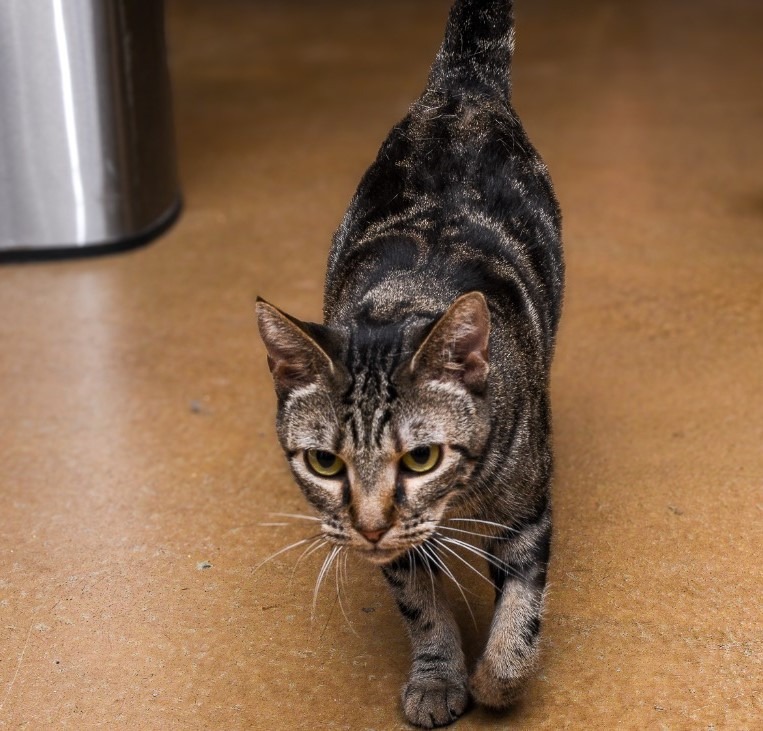 Enlarge Danette, a Adoptable Domestic Short Hair in Mira Loma, CA image 1/3