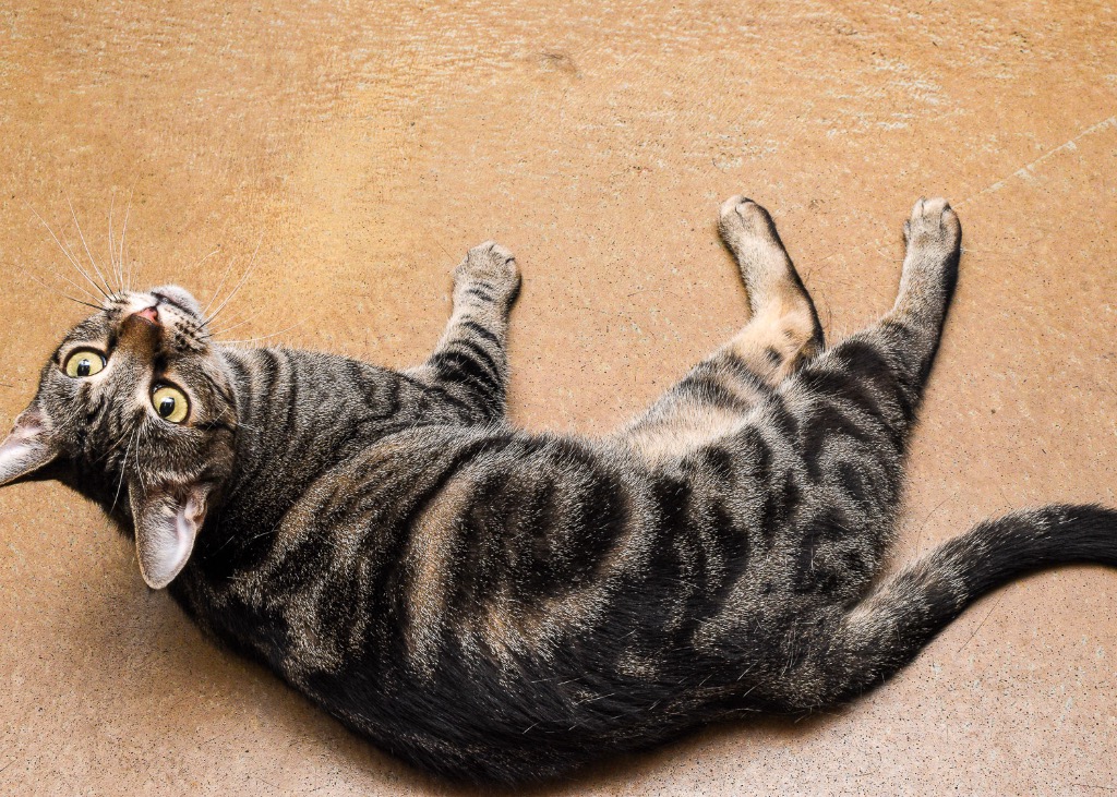 Enlarge Danette, a Adoptable Domestic Short Hair in Mira Loma, CA image 3/3