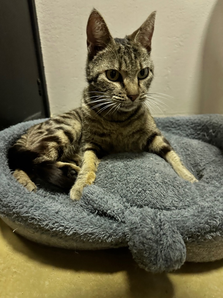 Enlarge Danette, a Adoptable Domestic Short Hair in Mira Loma, CA image 2/3