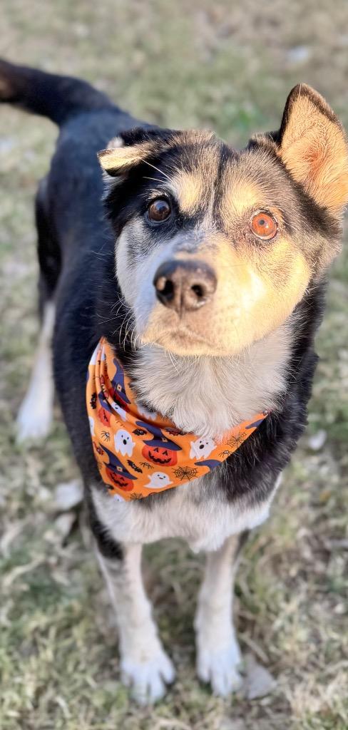 Maxx, Adoptable, Senior Male Husky.
