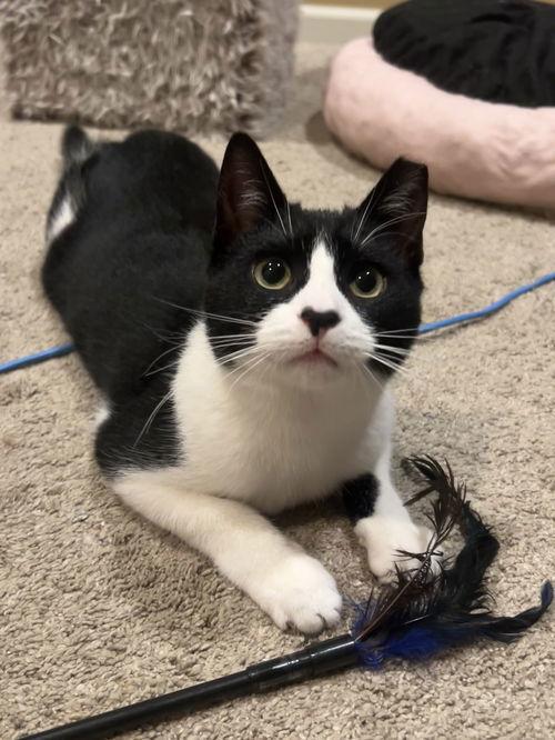 Rabbit, a Adoptable Domestic Short Hair in Broomall, PA image 1/2