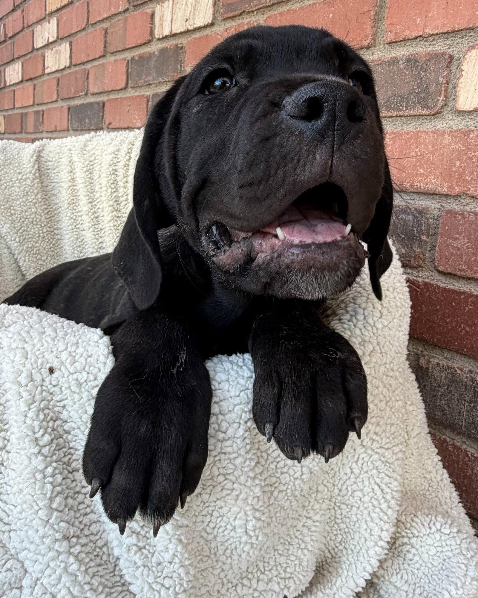 Billy Joel - ADOPTED, Adopted, Young Male Cane Corso.