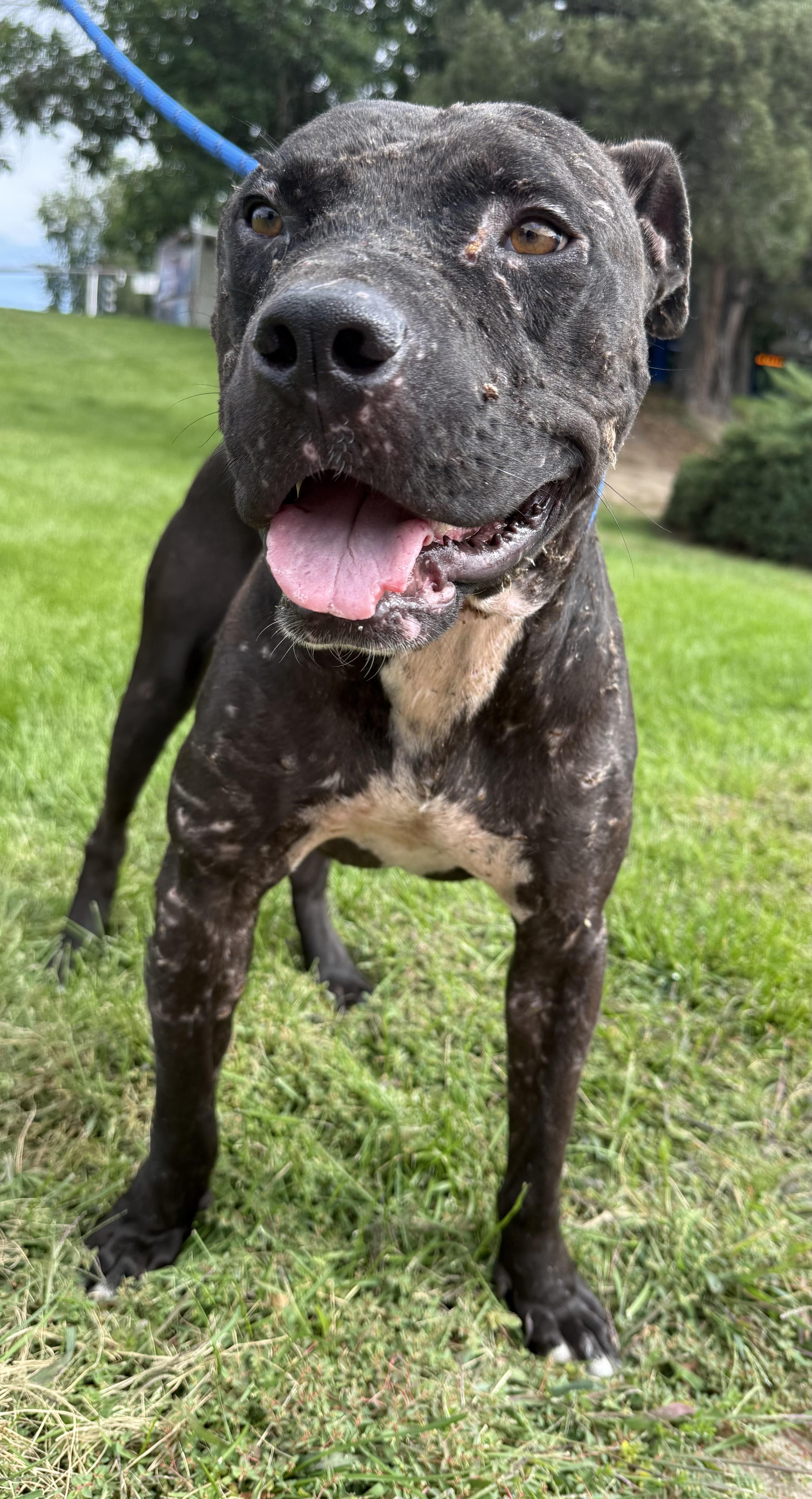 Enlarge Midnight , a ADOPTABLE Pit Bull Terrier in Littleton, CO image 2/2
