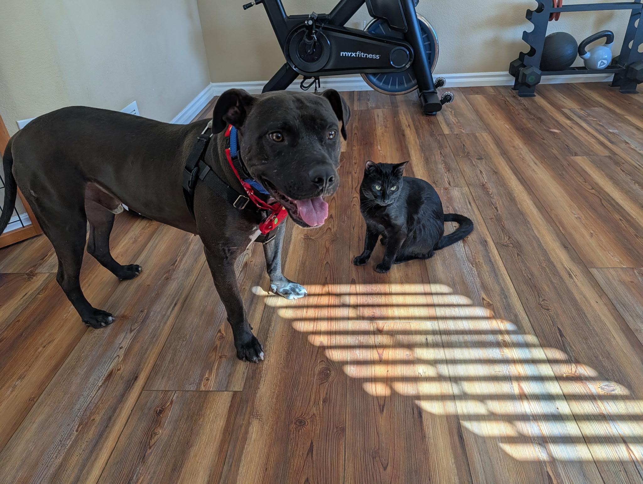 Midnight , a ADOPTABLE Pit Bull Terrier in Littleton, CO image 2/2