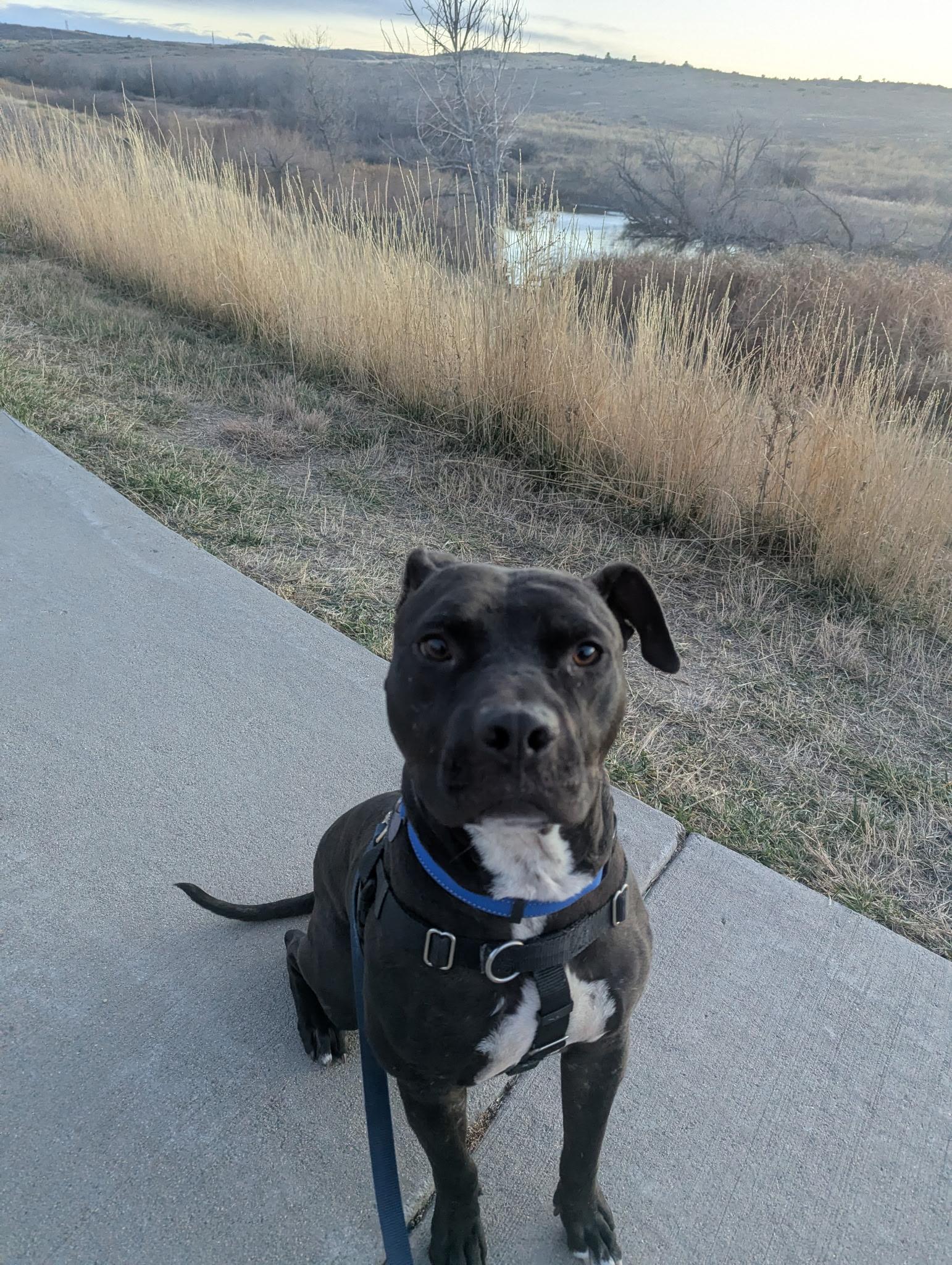 Enlarge Midnight , a ADOPTABLE Pit Bull Terrier in Littleton, CO image 1/2