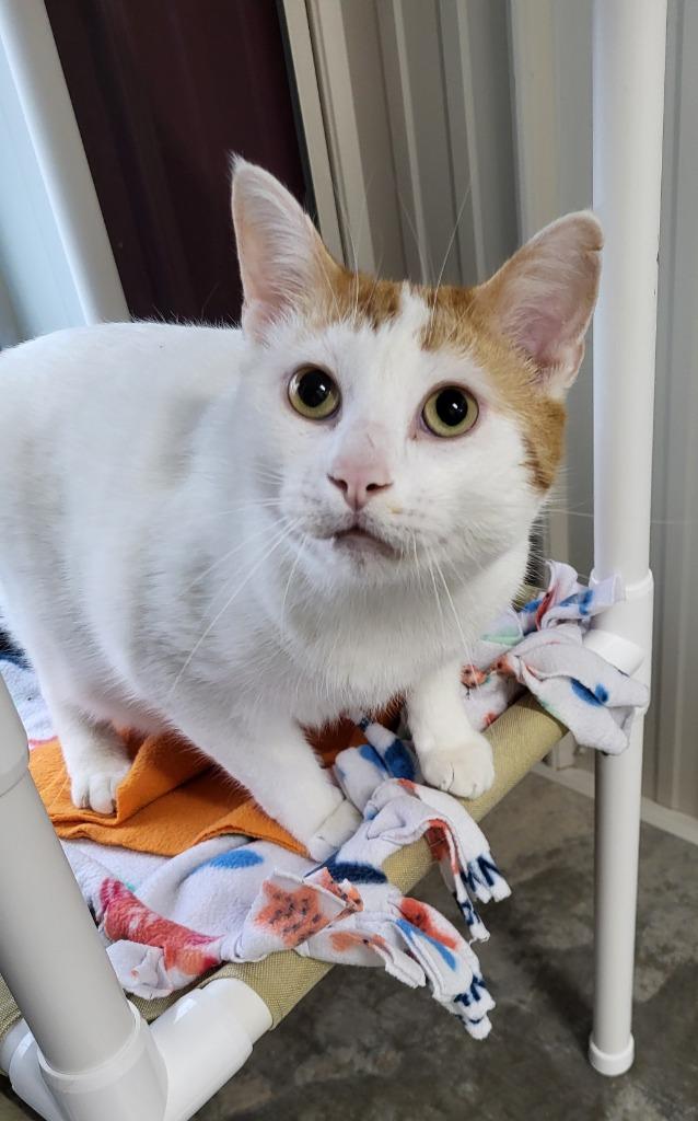 Enlarge Geppetto, a Adoptable mixed breed in Medford, WI image 1/1