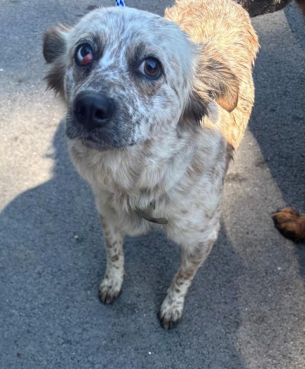 Tinkerbell, Adoptable, Young Female Australian Shepherd.