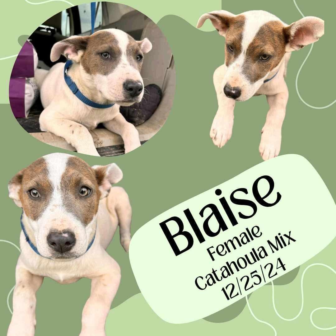 Blaise