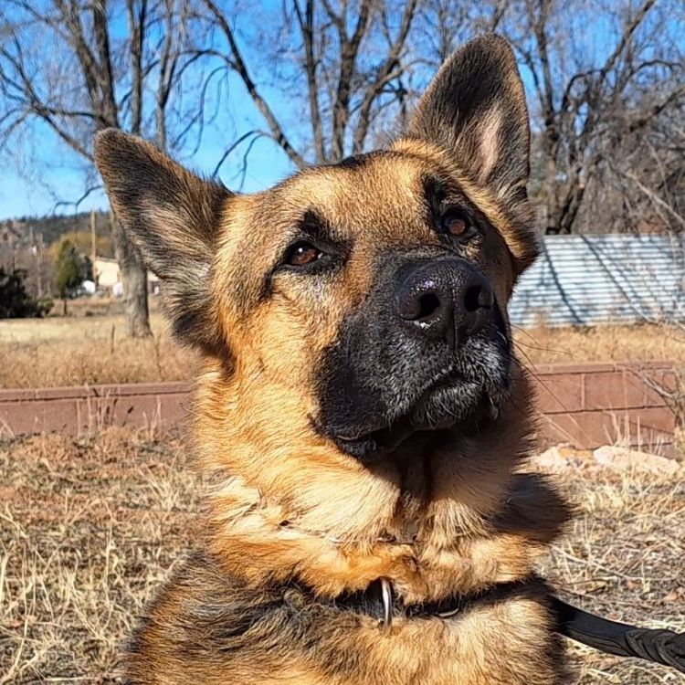Enlarge Forrest, a Adoptable mixed breed in Payson, AZ image 2/5