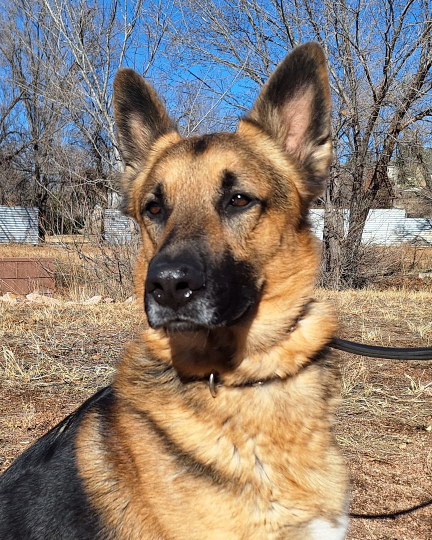 Enlarge Forrest, a Adoptable mixed breed in Payson, AZ image 3/5
