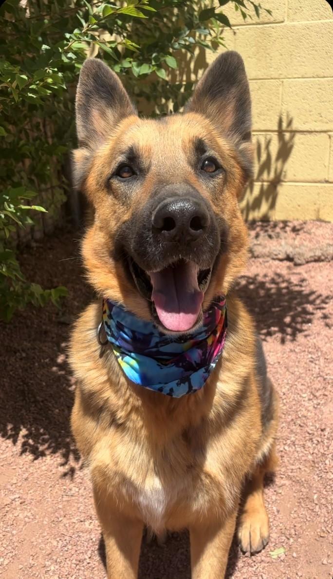 Enlarge Forrest, a Adoptable mixed breed in Payson, AZ image 1/5