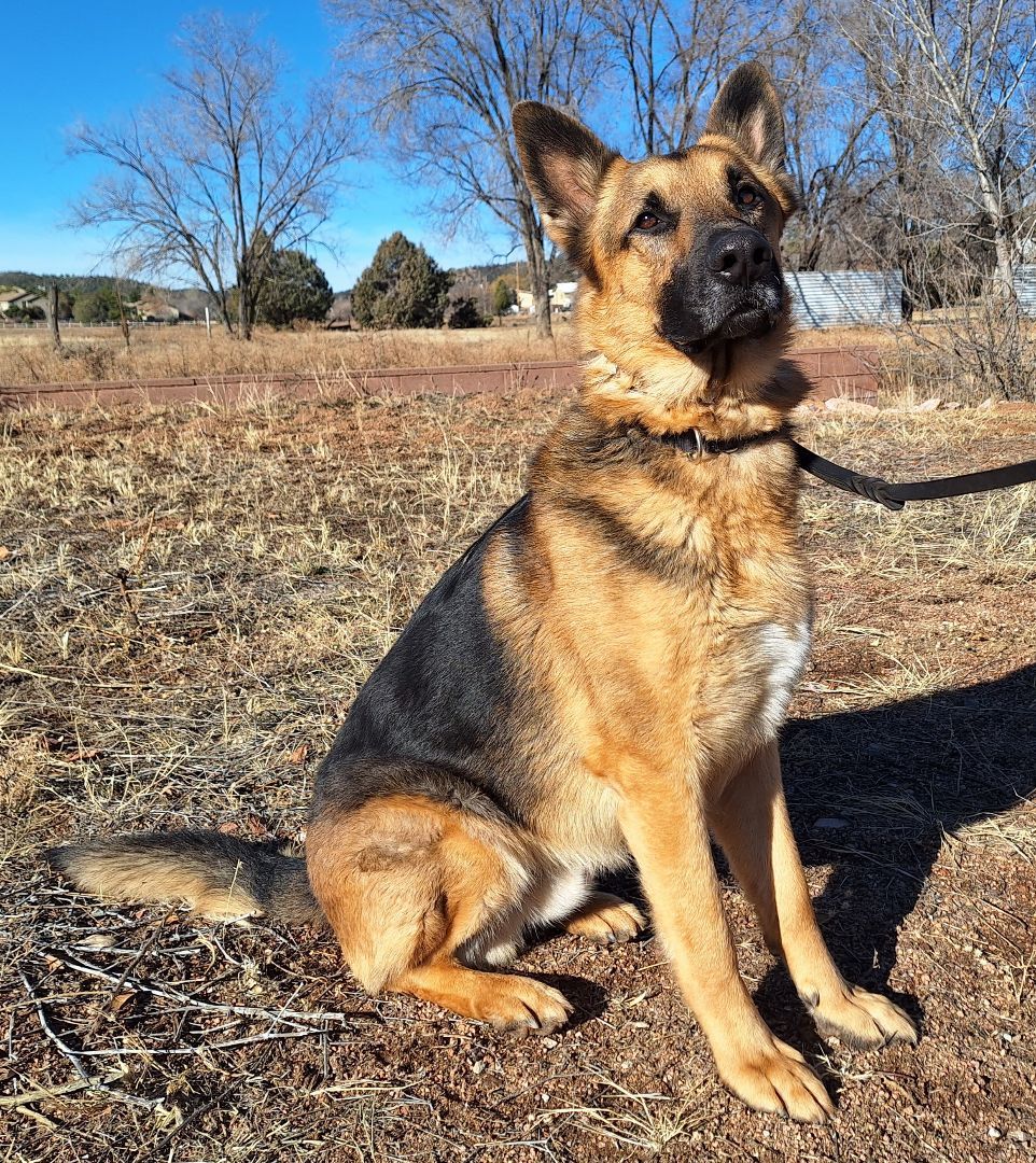 Enlarge Forrest, a Adoptable mixed breed in Payson, AZ image 4/5