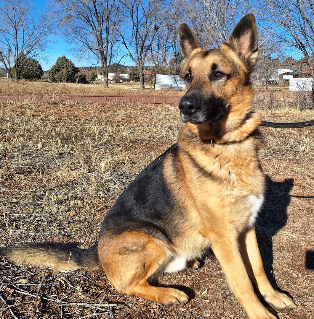 Enlarge Forrest, a Adoptable mixed breed in Payson, AZ image 5/5