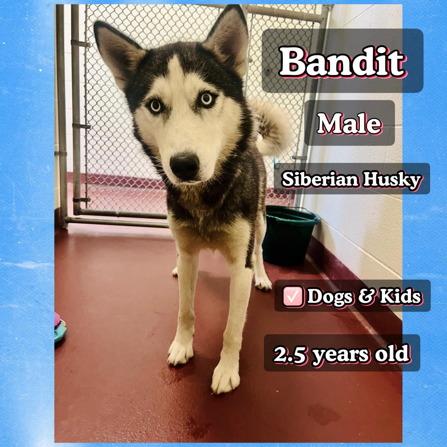 Bandit