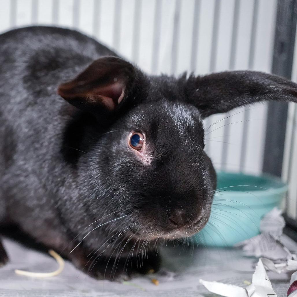 Enlarge Oolong, a Adoptable American in Thomaston, ME image 1/3