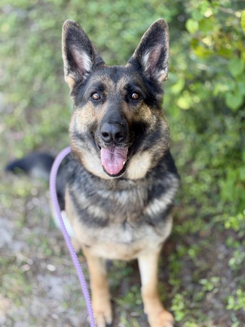 Enlarge GOOFY GOOBER, a Adoptable German Shepherd Dog in Fort Walton Beach, FL image 1/1