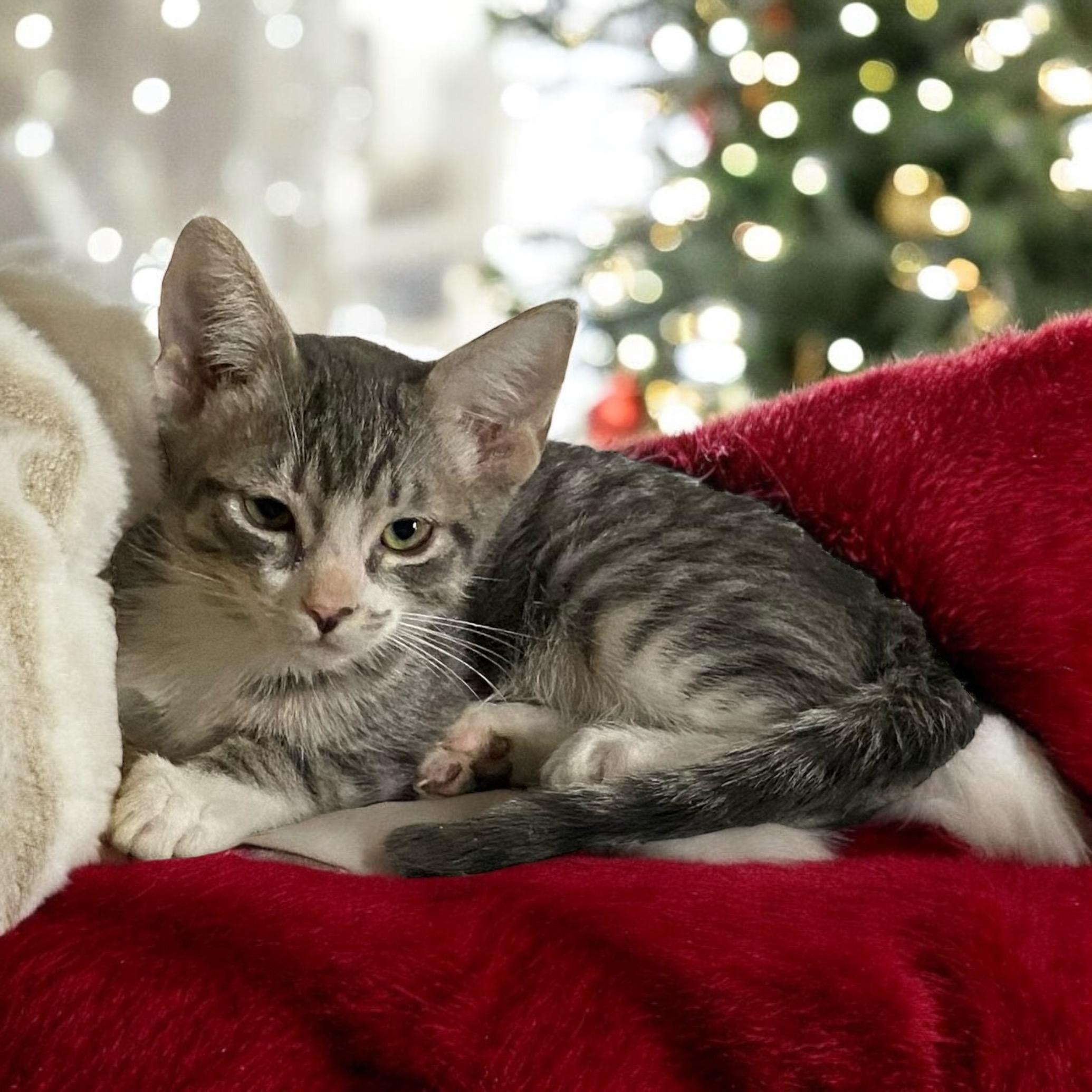 Eddie, Adopted, Kitten Male Domestic Short Hair.