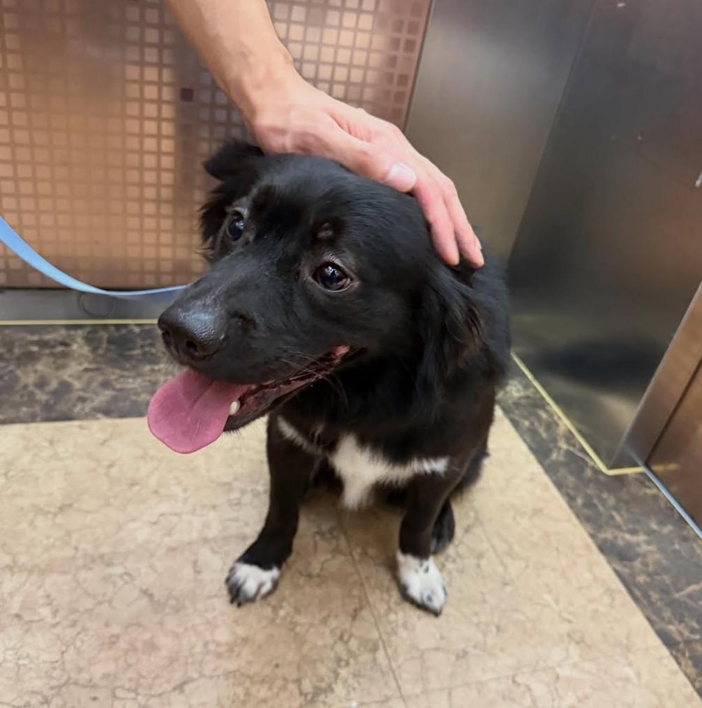 Enlarge MANGCHI, a ADOPTABLE mixed breed in Centreville, VA image 4/6