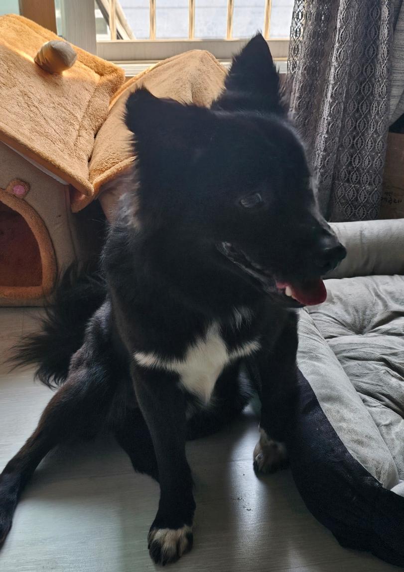 Enlarge MANGCHI, a ADOPTABLE mixed breed in Centreville, VA image 5/6