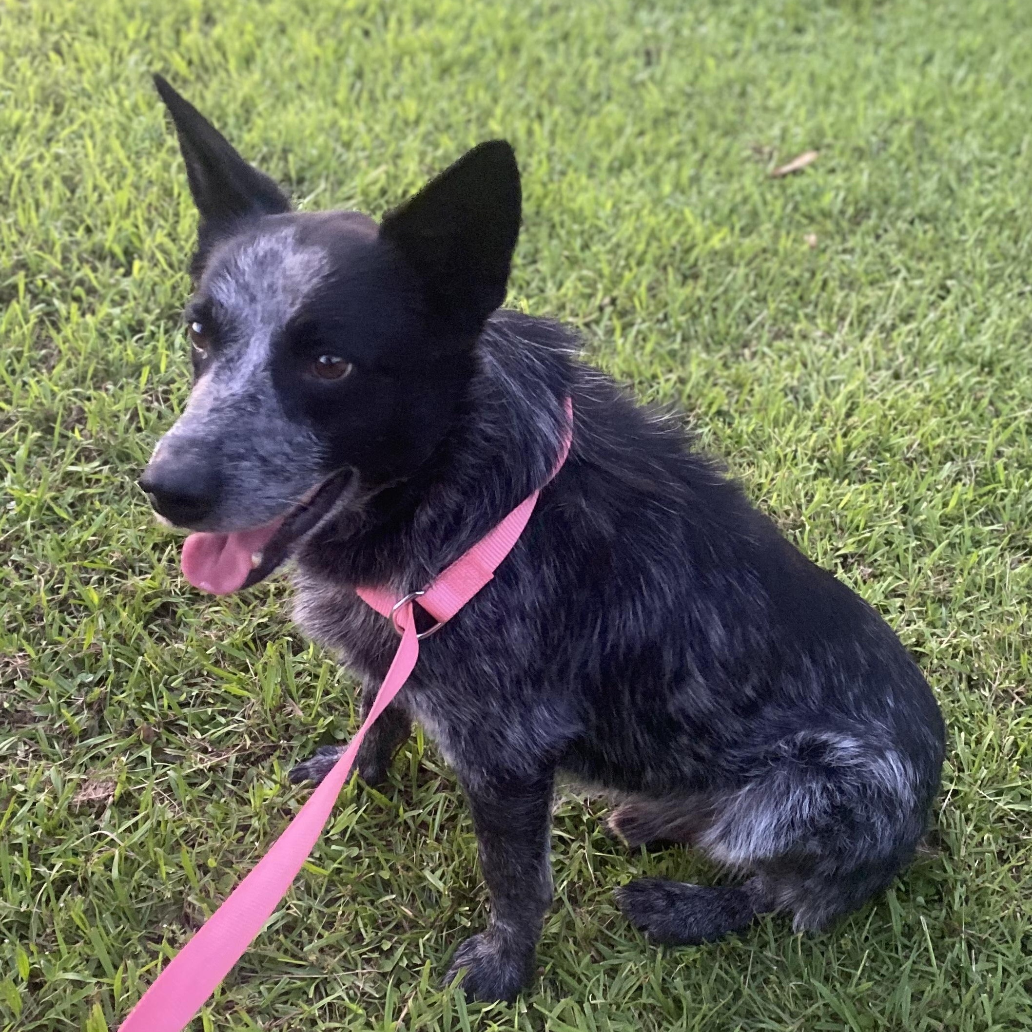 George, a Adoptable Australian Cattle Dog / Blue Heeler in Anniston, AL image 1/2
