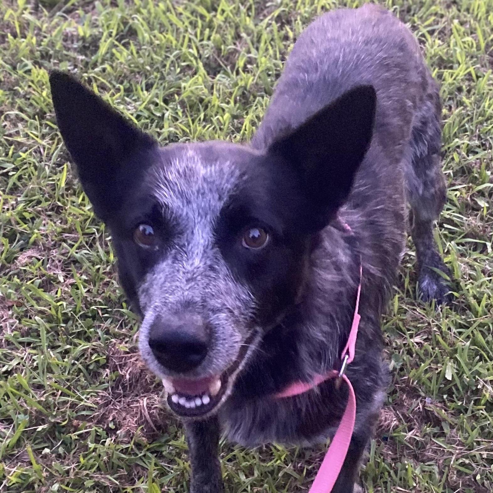 George, a Adoptable Australian Cattle Dog / Blue Heeler in Anniston, AL image 2/2